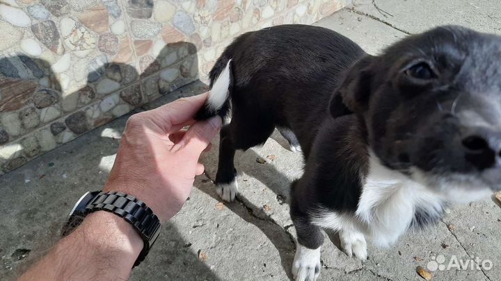 Собака щенок девочка 3 мес в добрые руки