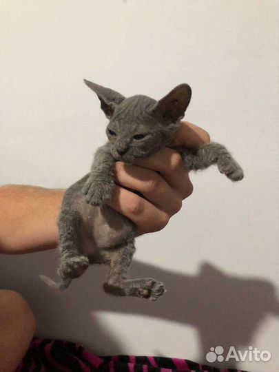 Донской сфинкс