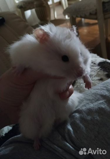 Хомяк. Вязка