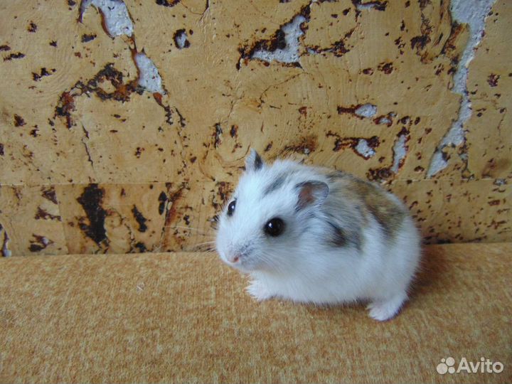 Джунгарские хомяки - красивые родители, клетки