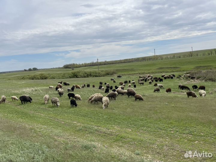 Овцематки с ягнятами
