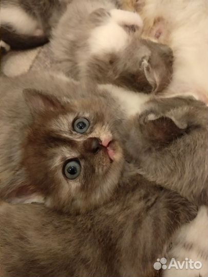 Продам котят