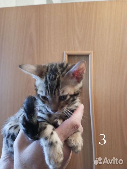 Бенгальские котята