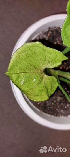 Сингониумы