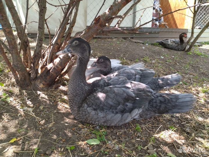 Мускусные утки (индоутки) редкого окраса