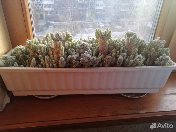 Кактус
