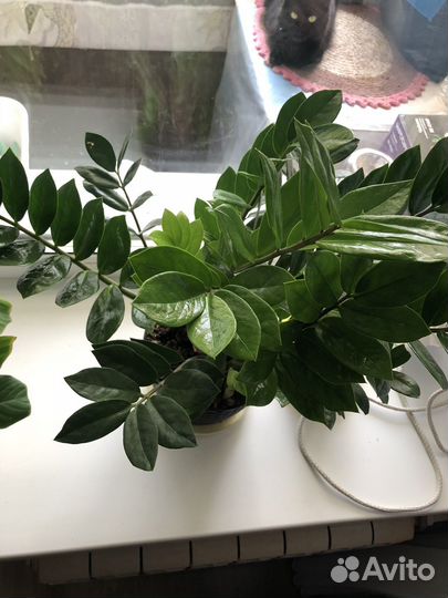 Замиокулькас