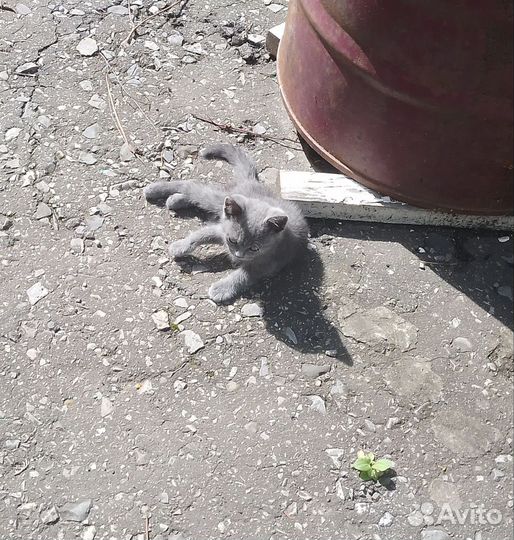 Котёнок