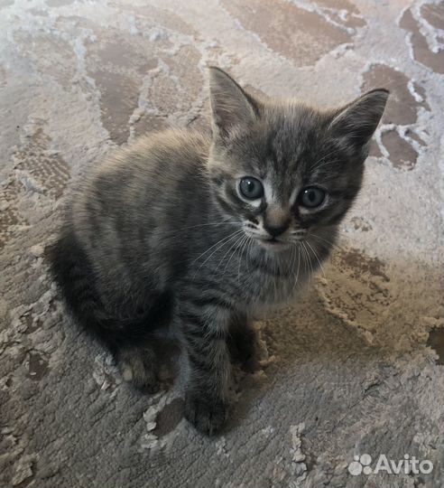 Котята в добрые руки бесплатно