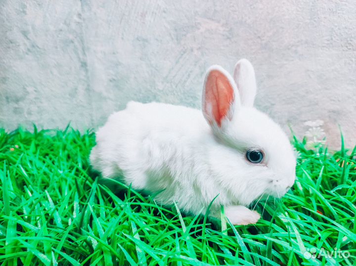 Карликовый кролик - королевский редкий