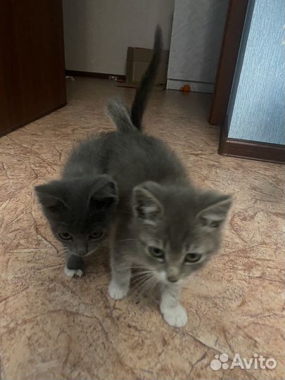 Отдам котят