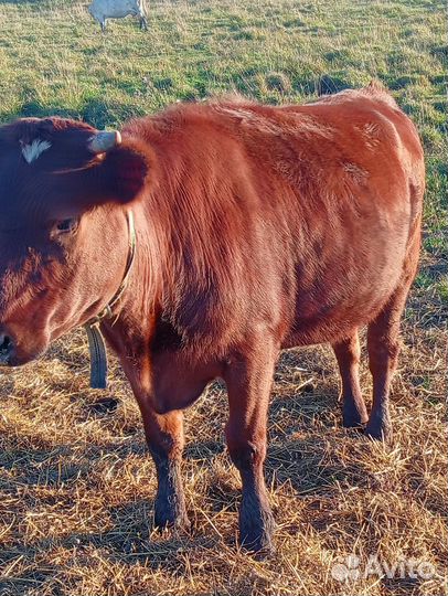 Корова телка стельная