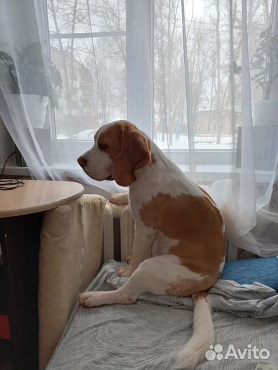 Бигль вязка