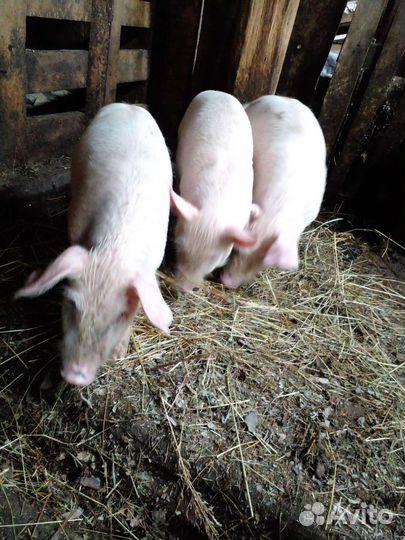 Продам поросят помесь ландрас с белой