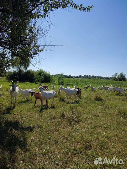 Козы, козочки, козлики, бычок, семья гусей