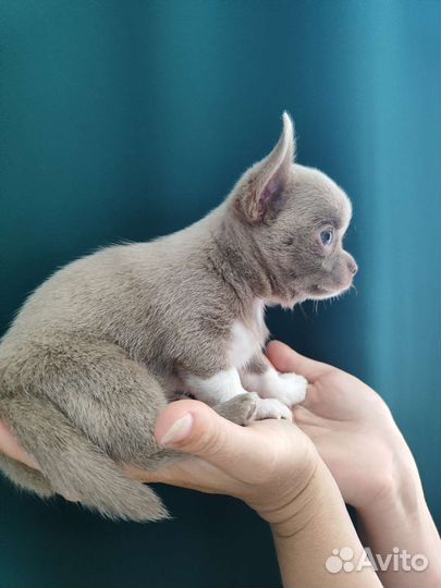Щенки чихуахуа