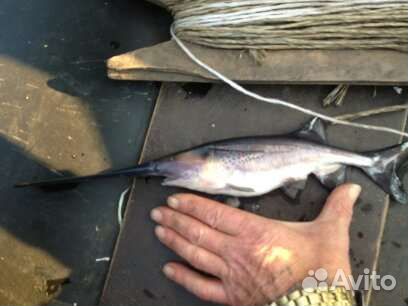 Для инкубации. Вниипрх 200 и 8 лит