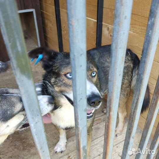 Добрый, до 3-х лет мальчик в приюте очень ждёт с