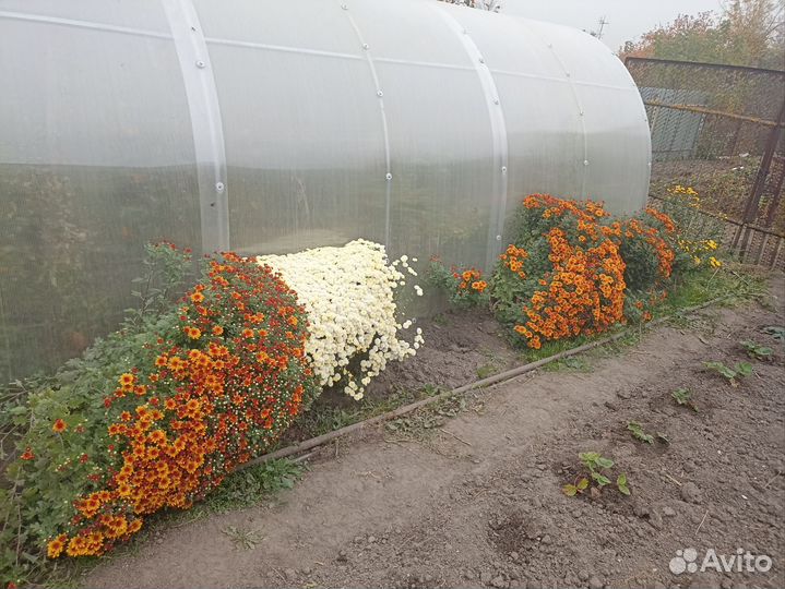 Хризантемы мультифлора