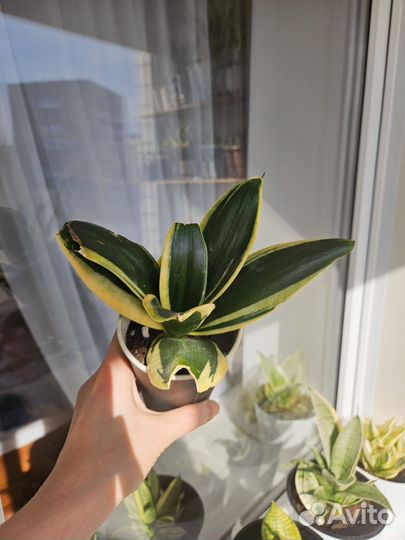 Сансевиерия хани крео