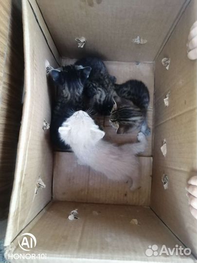 Отдам бесплатно