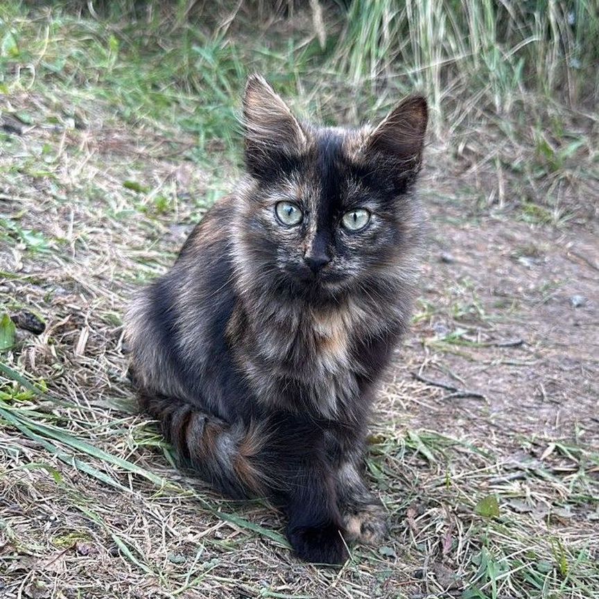 Черепаховый котёнок девочка с дач