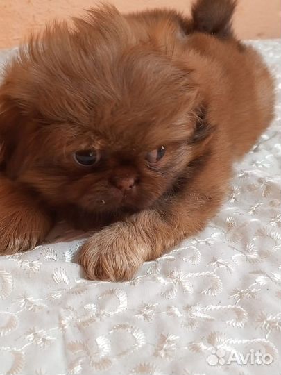 Щенки пекинеса