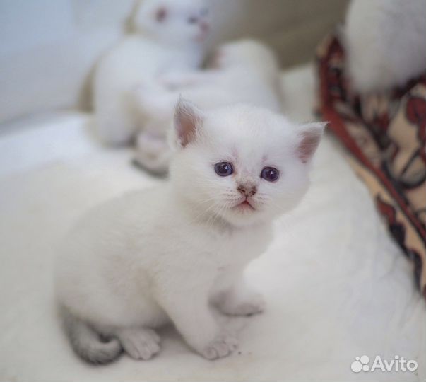 Британские котята серебристая шиншилла ns1133