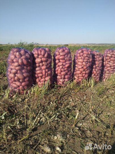 Продам картофель оптом