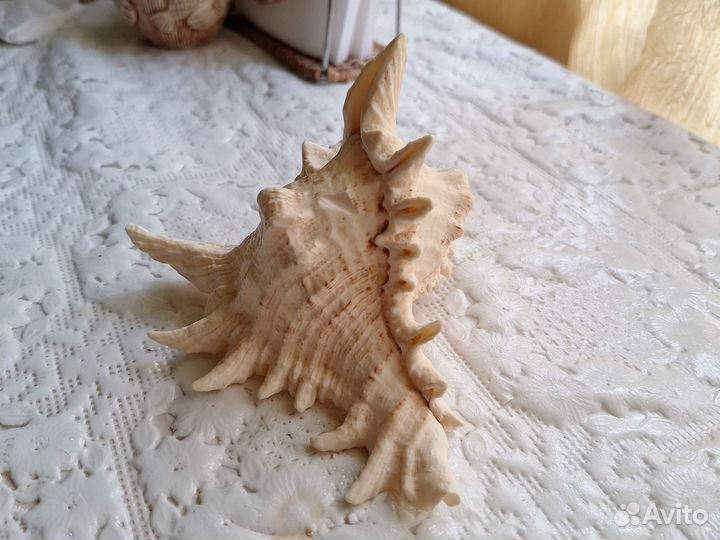 Ракушка морская