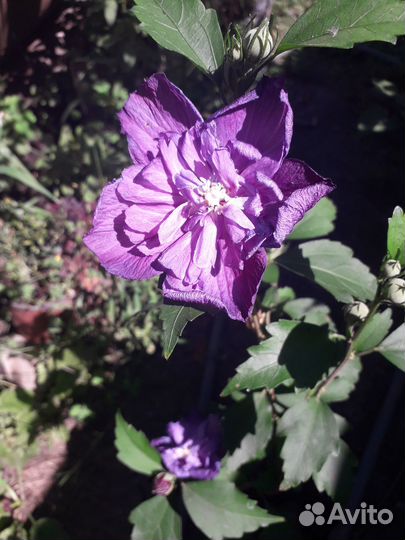 Сортовые гибискусы