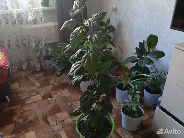 Китайский роза красная комнатные растения