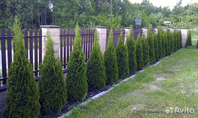 Туя Смарагд