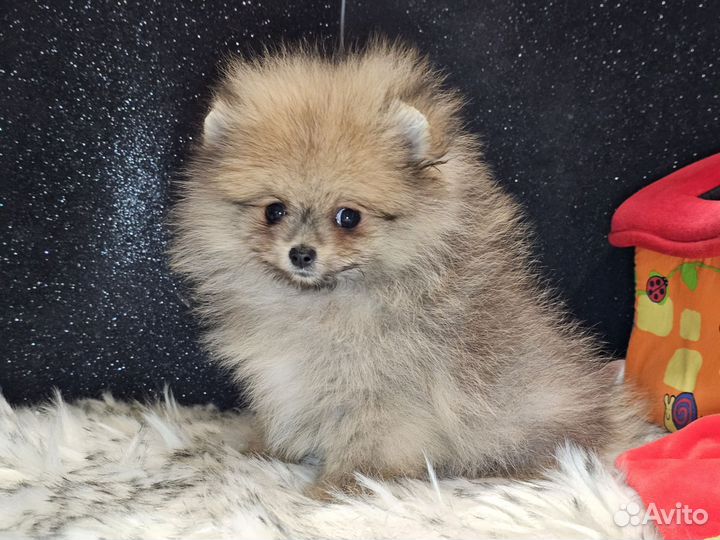 Померанский шпиц мини девочка