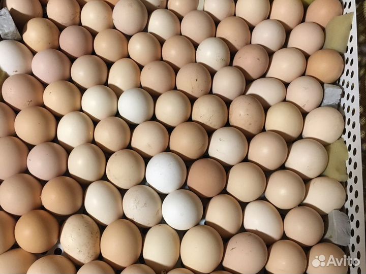 Домашние куринное яйцо