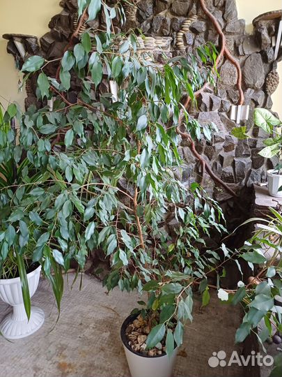 Фикус бенджамина