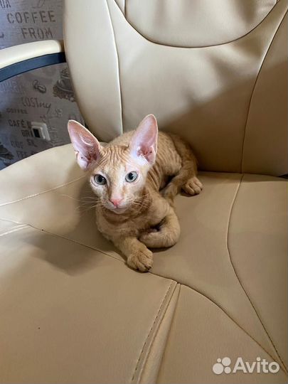 Донской сфинкс браш котята
