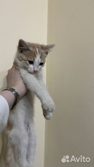 Котенок