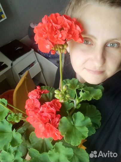 Герань пеларгония