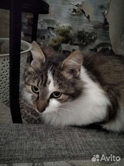 Кошка в дар