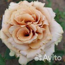 Роза Тоффи срезочная