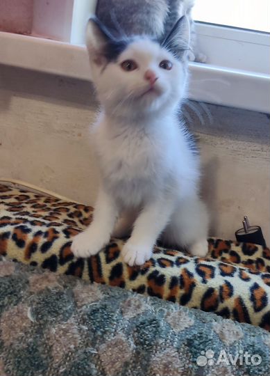 Котята в дар бесплатно