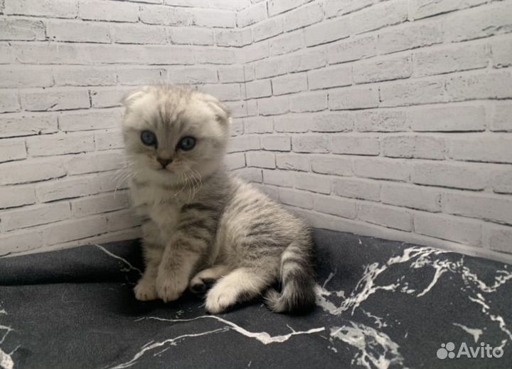 Британские котята