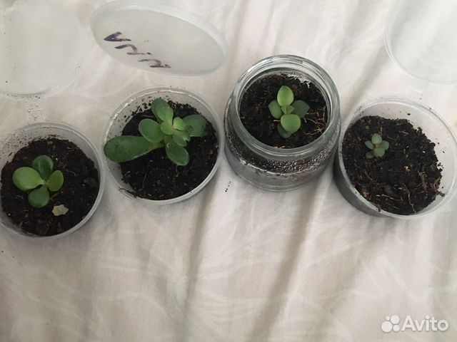 Молодой сукулент