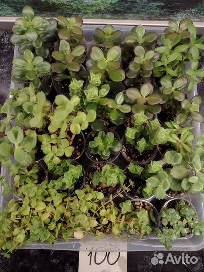 Аихризоны, котиледоны, крассулы