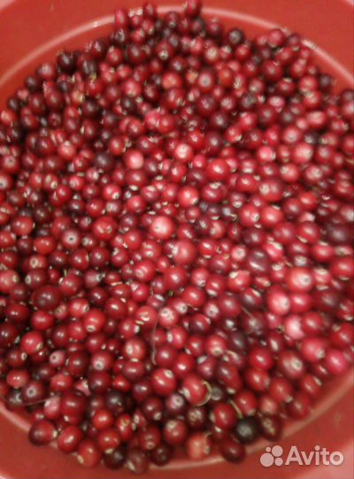 Продать клюкву