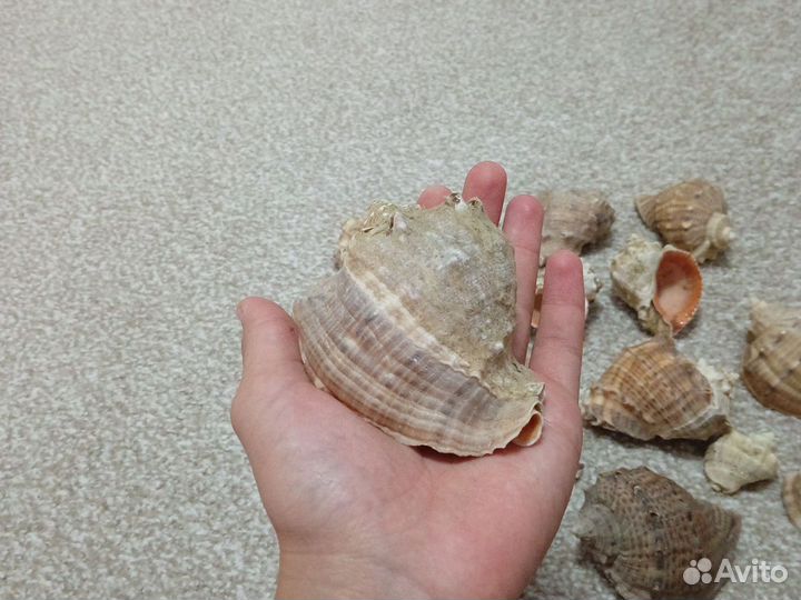 Ракушка от рапана