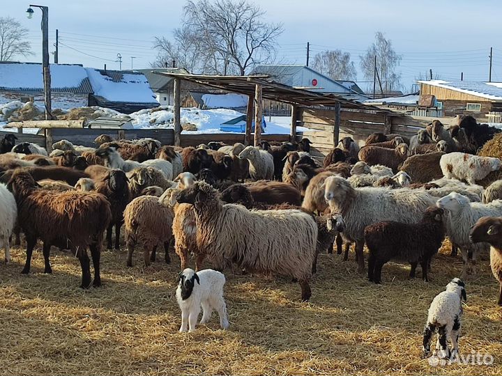 Овцы бараны ягнята