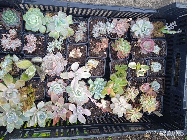 Суккуленты