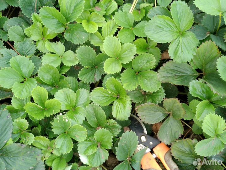 Рассада сортовой клубники гибрид азия